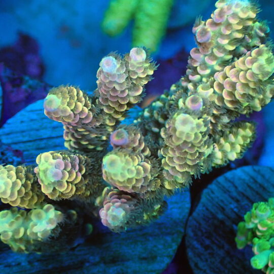 CB Radioactive Tenuis Acropora