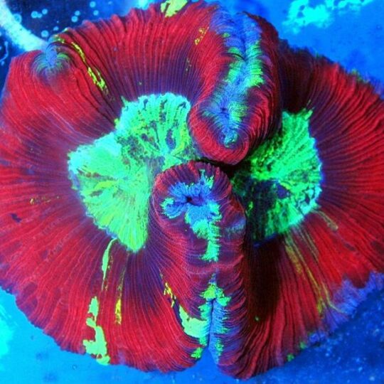 Ultra Rainbow Acanthophyllia